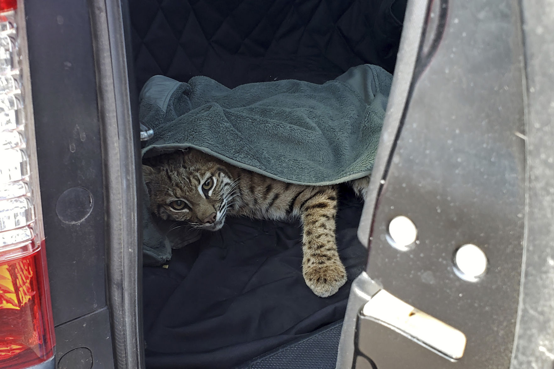 Bobcat and Child in Car